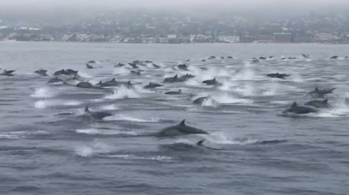 Dozens of dolphins filmed off California Dozens of dolphins filmed off California