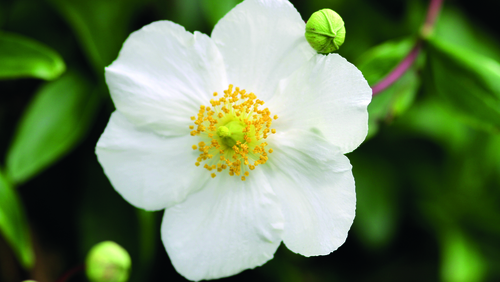 This week's gardening tips: Carpinteria, clematis & more This week's gardening tips: Carpinteria, clematis & more