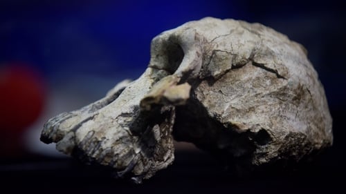 Incredible Fossil Discovery Finally Puts A Face On An Elusive Early Hominin