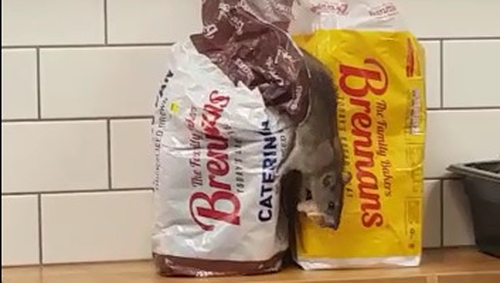 Dublin petrol station shut after rat filmed in kitchen Dublin petrol station shut after rat filmed in kitchen