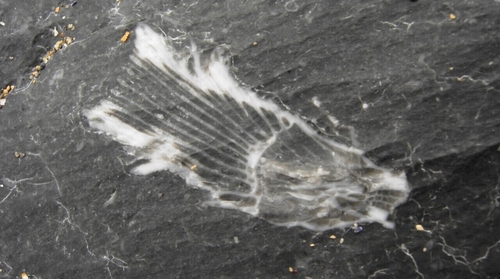 The strange creatures that lived in Ireland millions of years ago The strange creatures that lived in Ireland millions of years ago