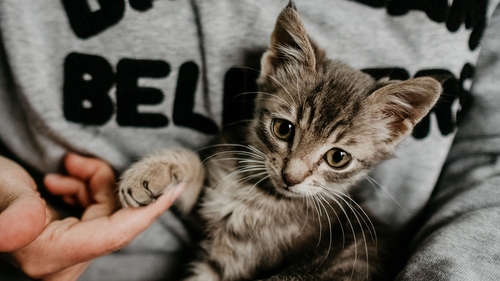 Understanding 'cat': What your beloved pet is trying to tell you Understanding 'cat': What your beloved pet is trying to tell you
