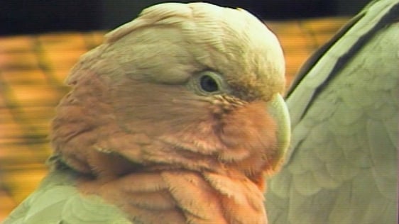 Parrots, Dublin Zoo