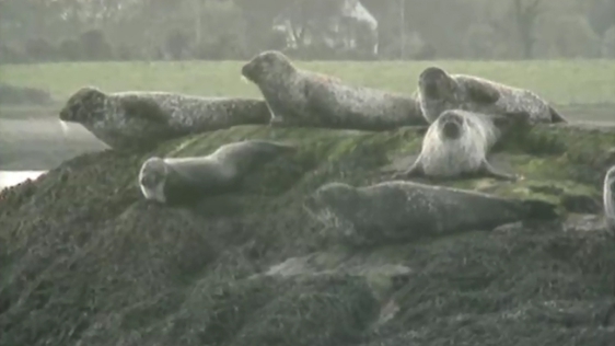 Seals in Ireland, 1996.