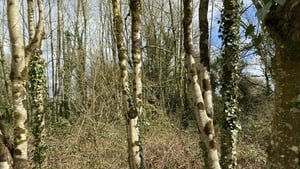 €79m ash dieback scheme set to be approved