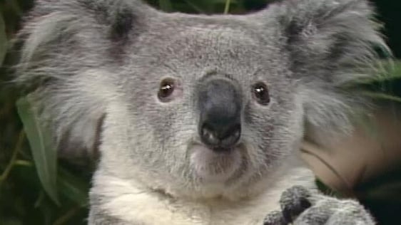 Koala Bears on The Late Late Show, 1988