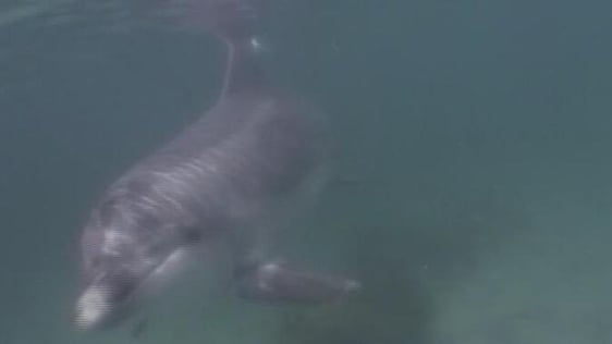 Dolphin, Shannon Estuary (2003)