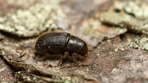 Calls for log import suspension over beetle concerns