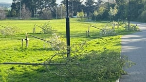 Residents 'reeling' after €33k worth of damage to trees