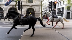Army horses spooked by falling rubble run amok in London