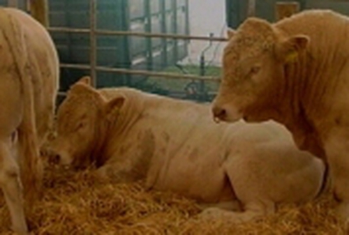 Cattle - Bovine TB remains high