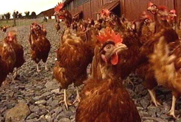 Bird flu - H7 strain infects Norfolk farms