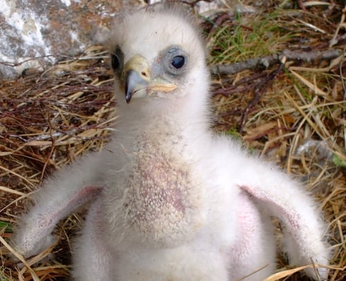 Golden Eagle - First hatching in 97 years