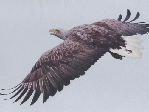 White-tailed eagle - Rare bird reintroduced