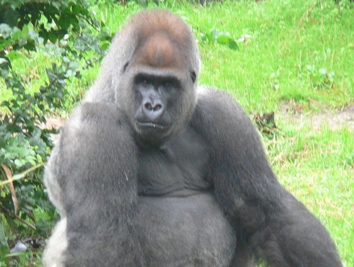 Four Rare Gorillas Shot Dead