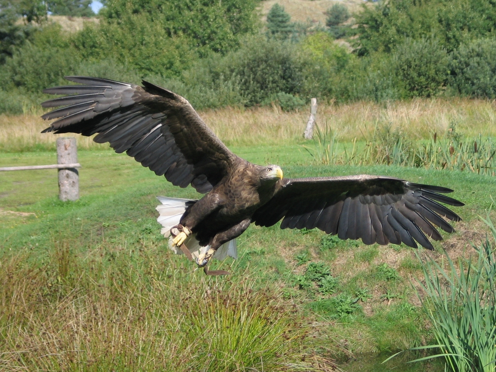 Rare eagle reintroduced to Ireland