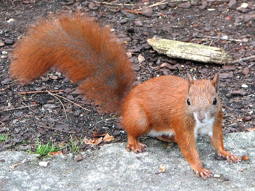 Red Squirrel - Under threat, says report