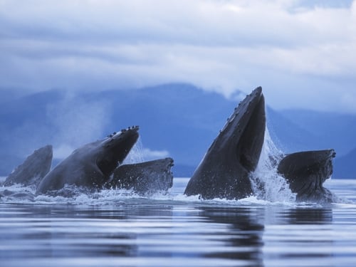 Humpback whales - Japan says it will press on with its plan to kill 1,000 other types of whales