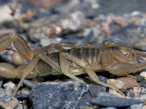 Scorpion - Flight delayed after two were found onboard