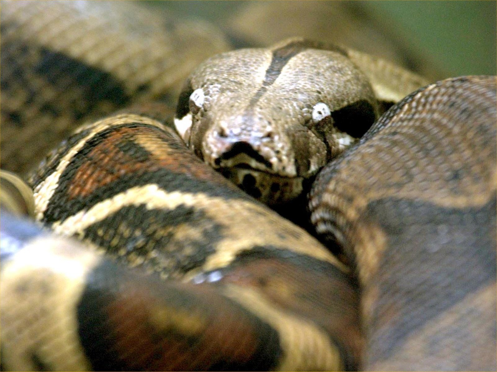 Angry anaconda tamed with fireman's foam