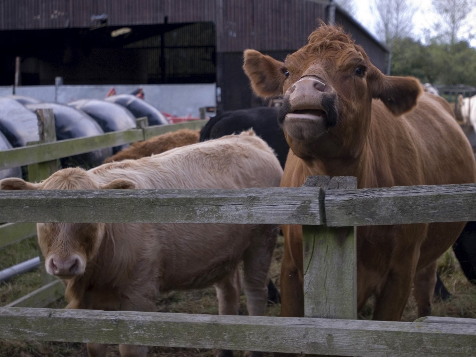 Bluetongue Tests For NI Livestock Imports   00014d1a 1600 