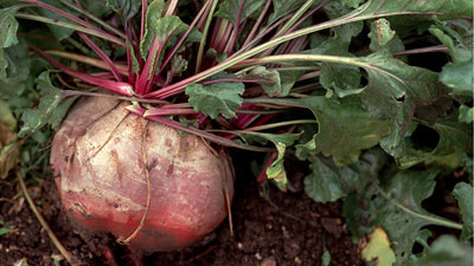 Grilled Lamb Liver and Kidney with Beetroot and Sa