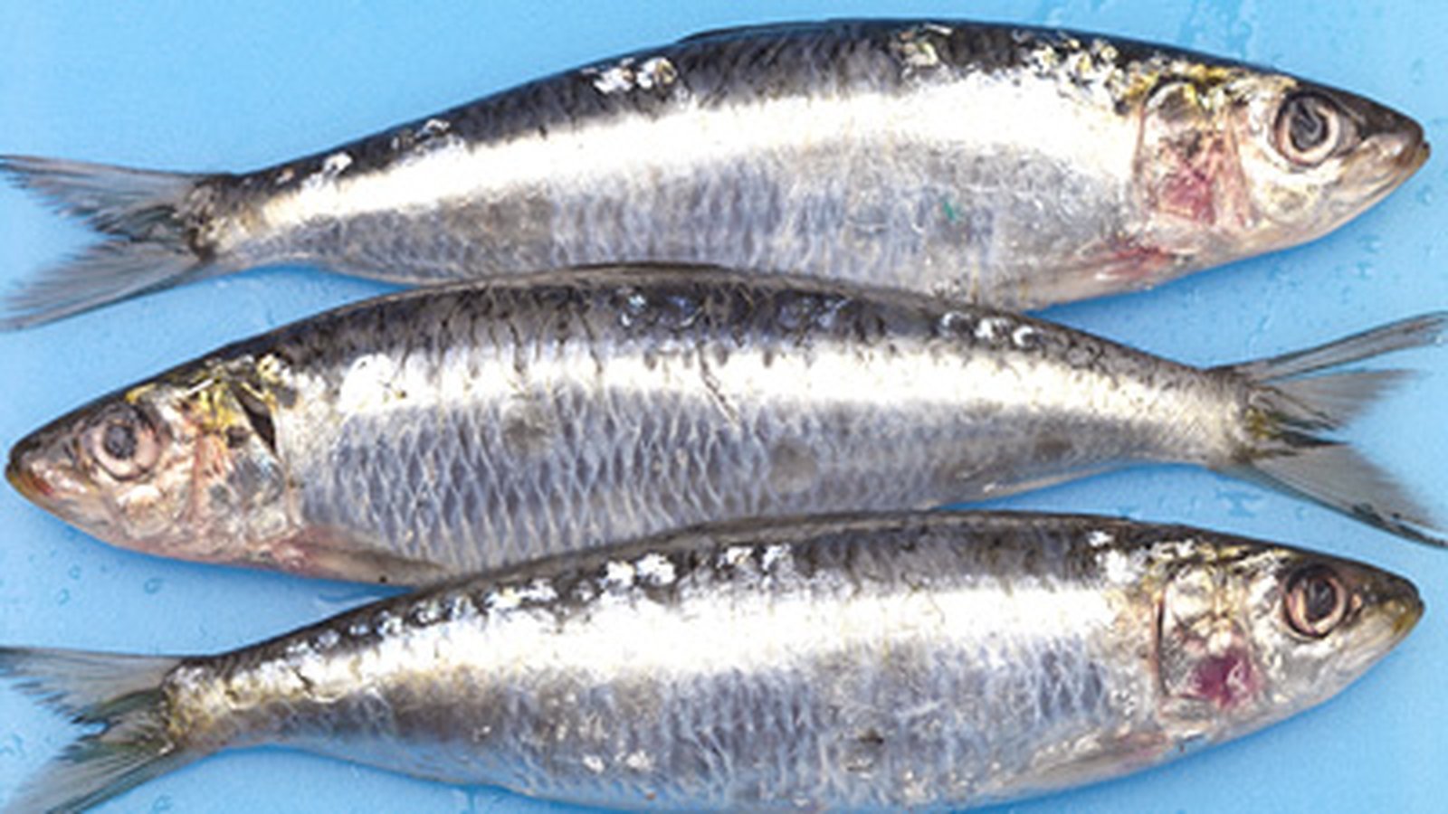 Grilled Sardines with a Blood Orange Vinaigrette