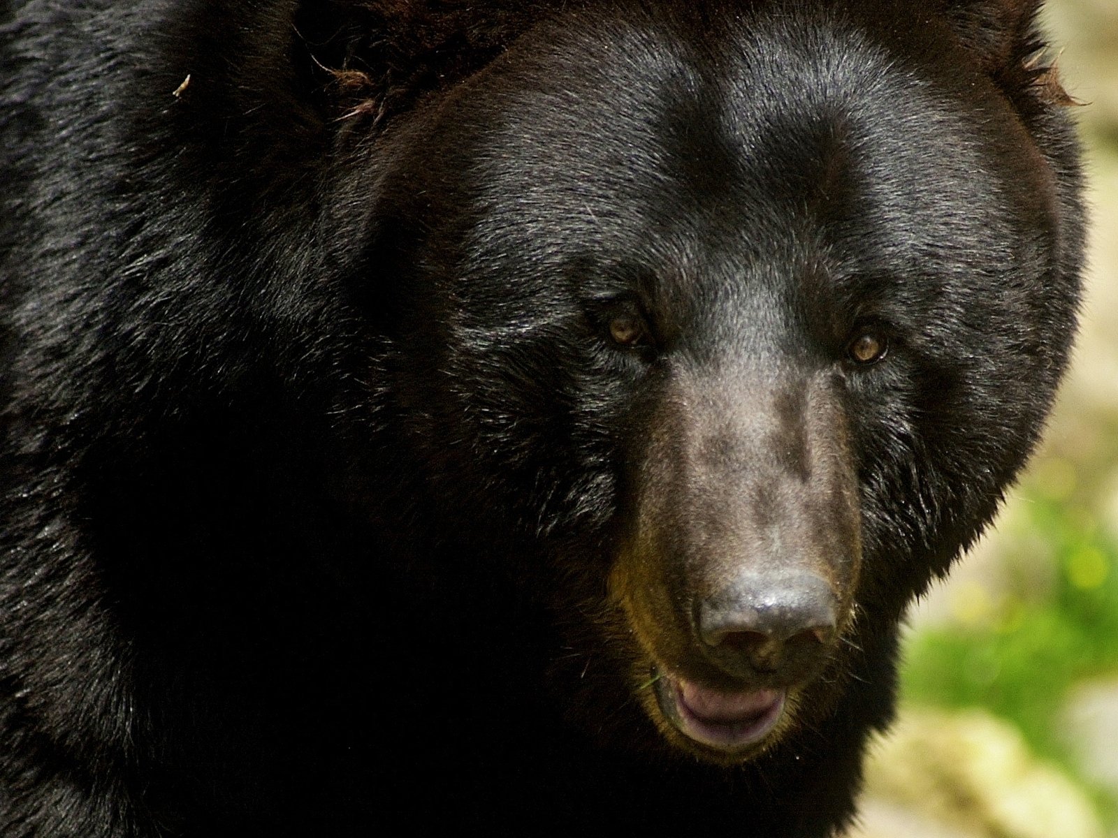 Bear guilty of stealing honey