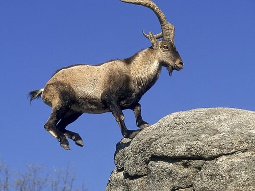 50 wild goats removed from The Burren