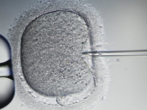 Embryo - Two reports on fertility treatment published