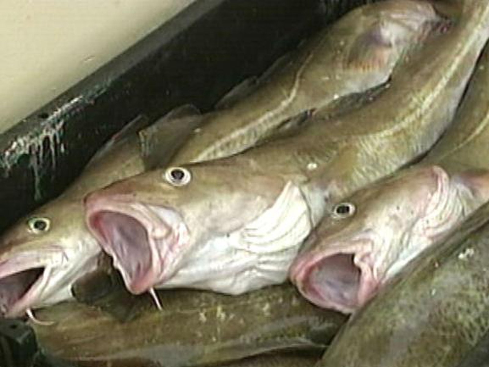 Irish swedishfish photo