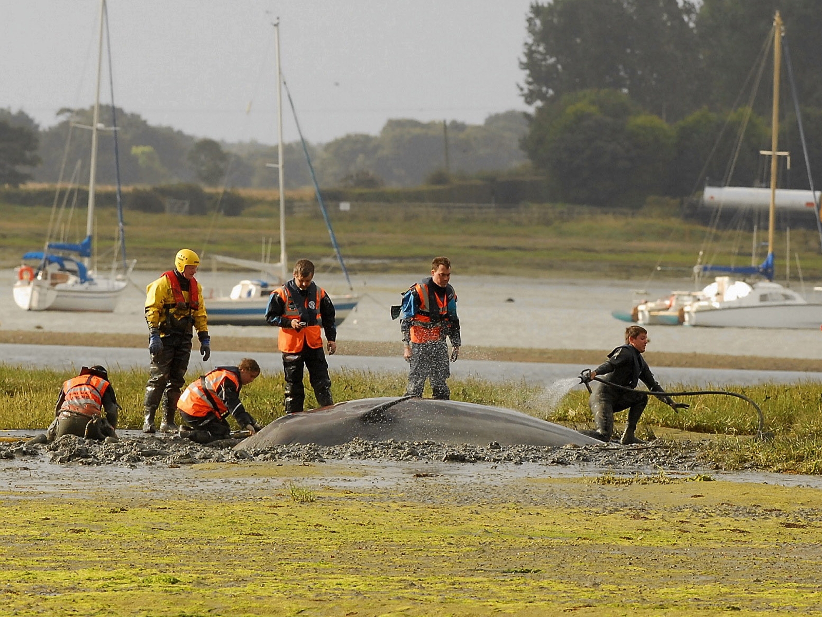 Whale Stranded In Uk Harbour