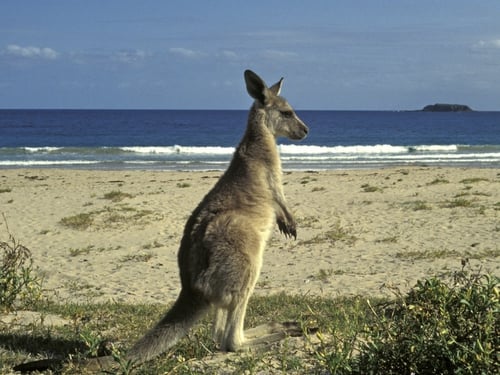 Kangaroos - Shared ancestor with humans 150m years ago