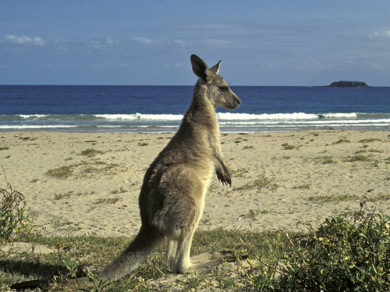 Human genes in kangaroos' pouches