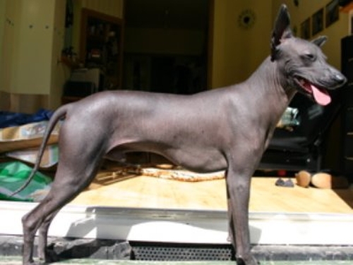 Peruvian hairless dog offered to Obama family