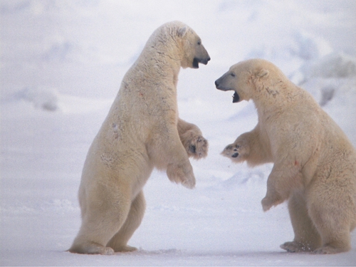 Polar bears are one species which could disappear in the wild due to climate change