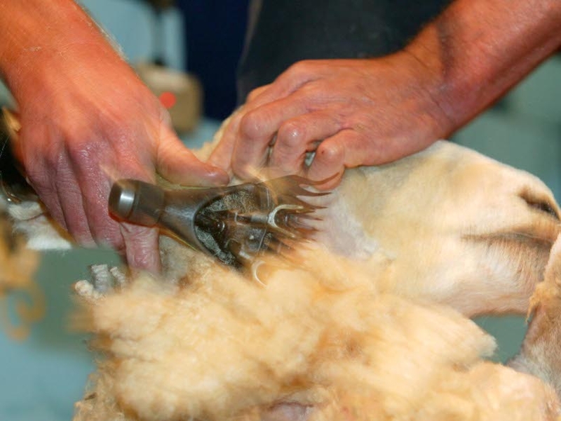 Donegal man sets sheep shearing record