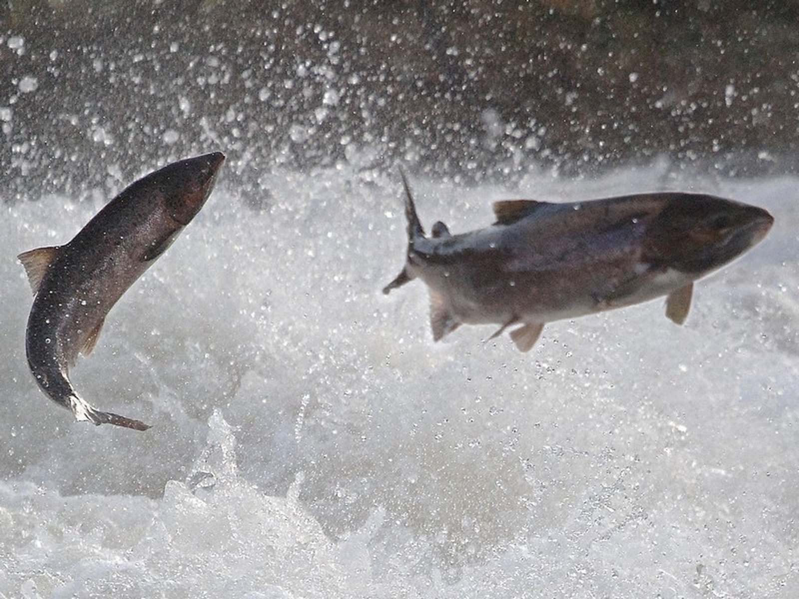 No salmon caught as season opens