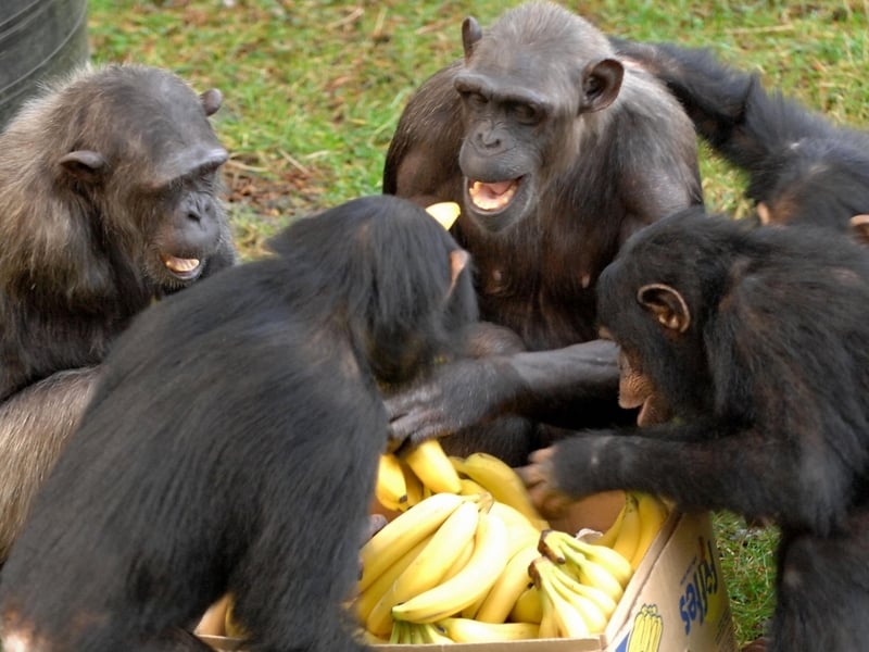 Mayo Smuggler Jailed Uk Apes Go Bananas 