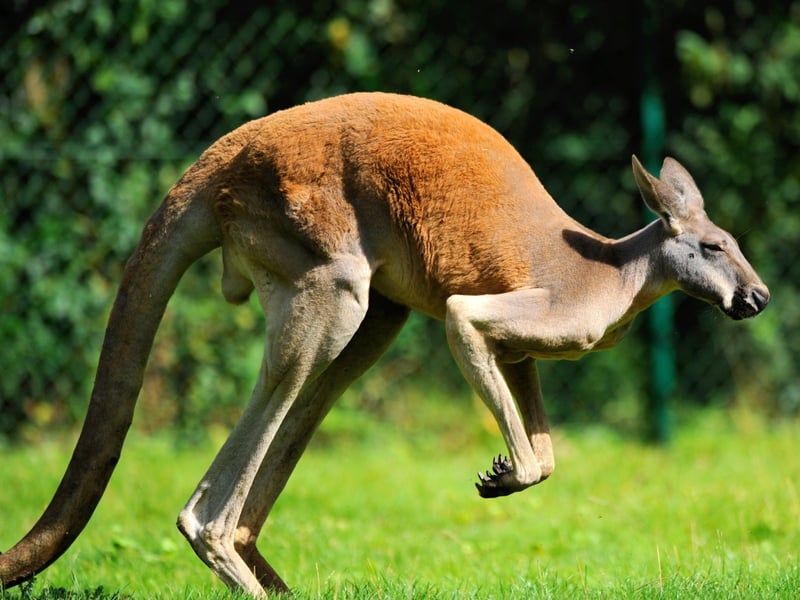 Kangaroo hops into bed with family