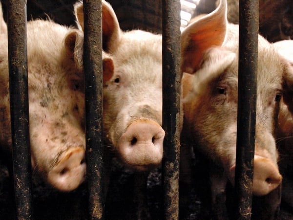 Pigs - Virus believd to have mutated to humans