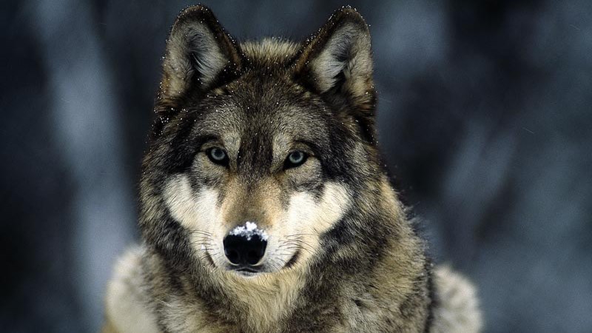 Wolf - Spirit of the Wild