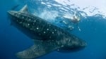You must not swim towards the shark but let it come to you 