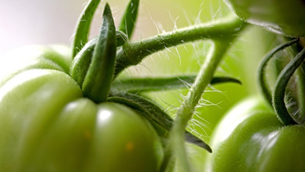 Richard Corrigan's Green Tomato Chutney
