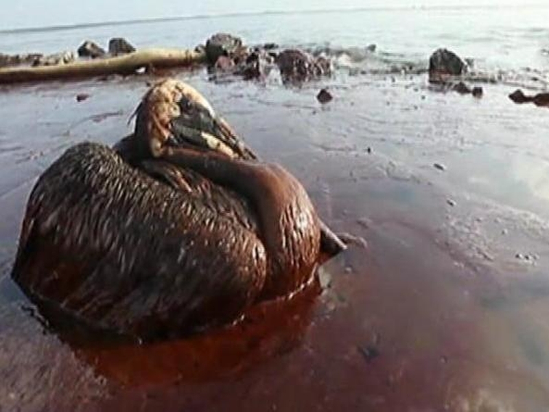 Gulf oil spill costs reach 1.43 billion