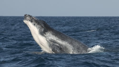 Humpback whale - Unusual in Irish waters