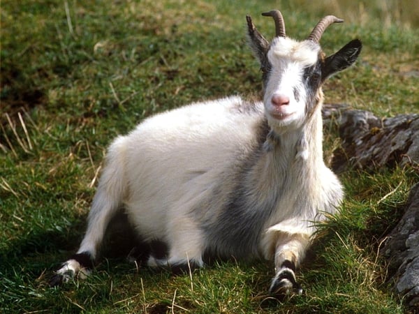 There are now more than one billion domestic goats in the world