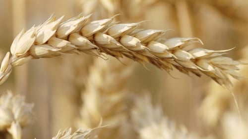 Origin Enterprises reports 'near perfect planting and growing conditions' for the year to July