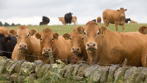 The EU Auditors report found emissions from livestock have not reduced in the past 10 years
