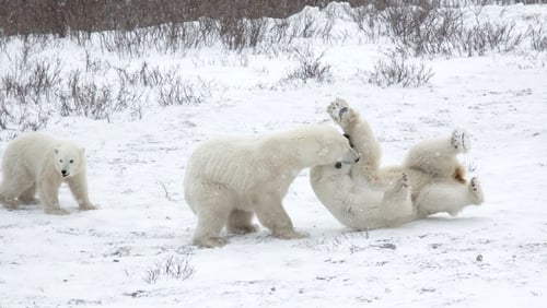 The team found that polar bears have existed for around 400,000-600,000 years